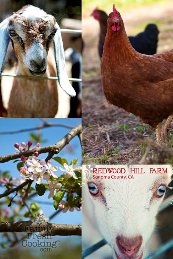 Redwood Hill Farm | Northern California |  MarlaMeridith.com