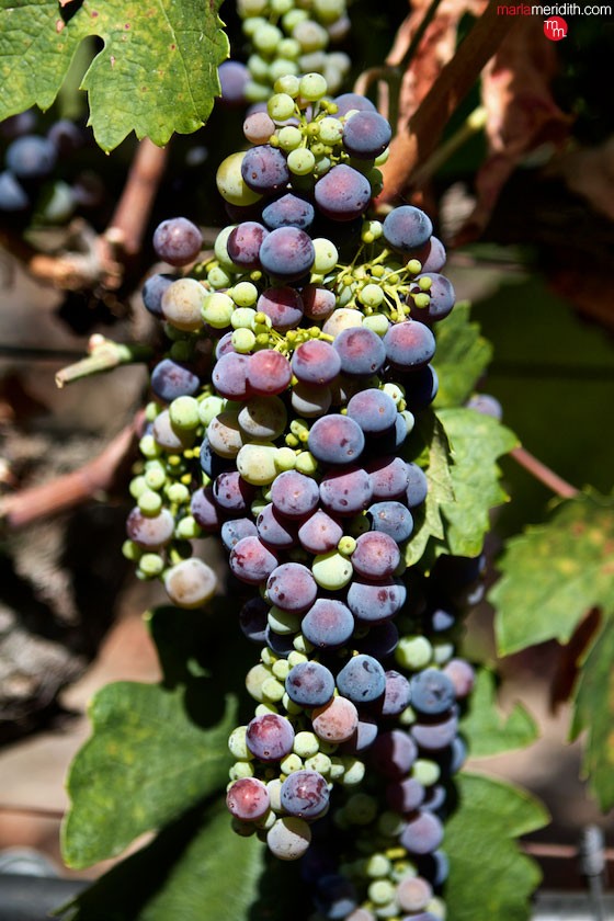 Vineyards in Napa Valley | MarlaMeridith.com ( @marlameridith ) #travel #wine