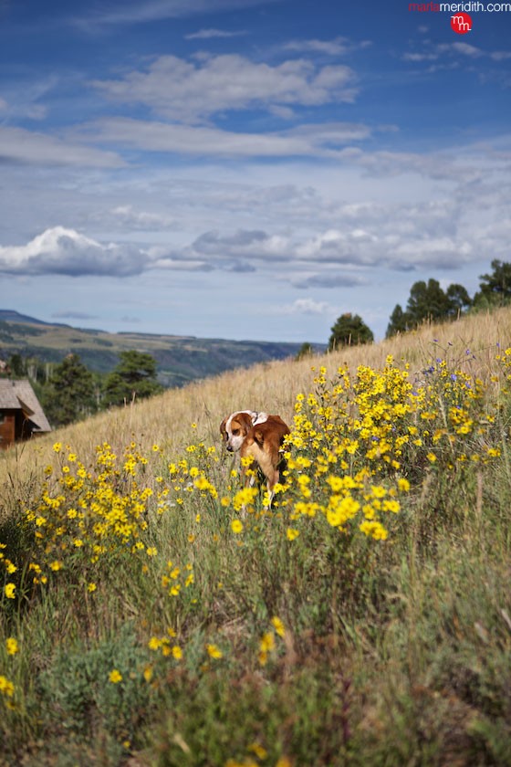 My Moose pup at home in Telluride, Colorado. MarlaMeridith.com ( @marlameridith )