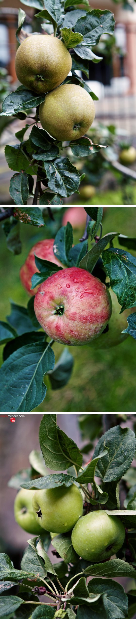 Apple love in the South Tyrol! Vols, Italy. MarlaMeridith.com ( @marlameridith )