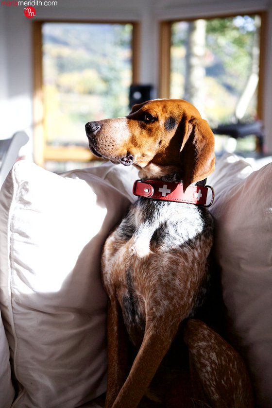 Meet Bo Meridith, our new hound dog! He loves living in Telluride, CO with his brother Moose! MarlaMeridith.com ( @marlameridith )