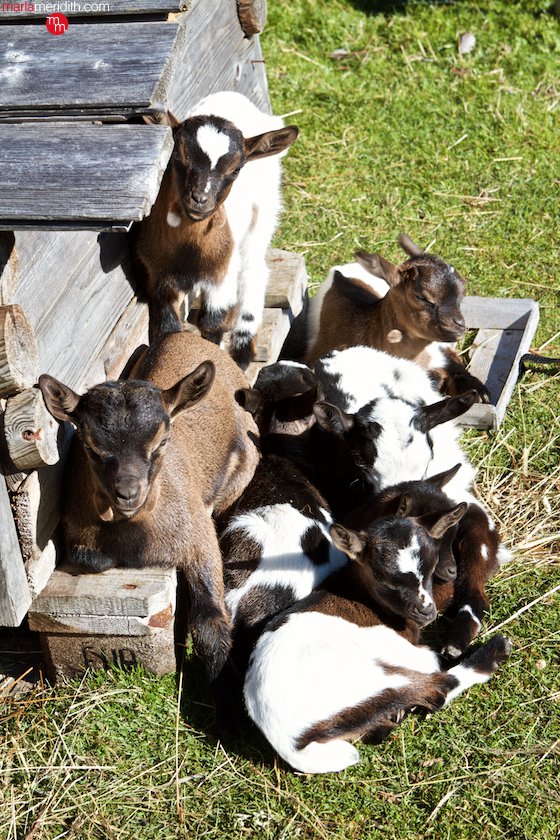 I fell in love with these baby goats in the Italian #Dolomites | MarlaMeridith.com ( @marlameridith ) #travel