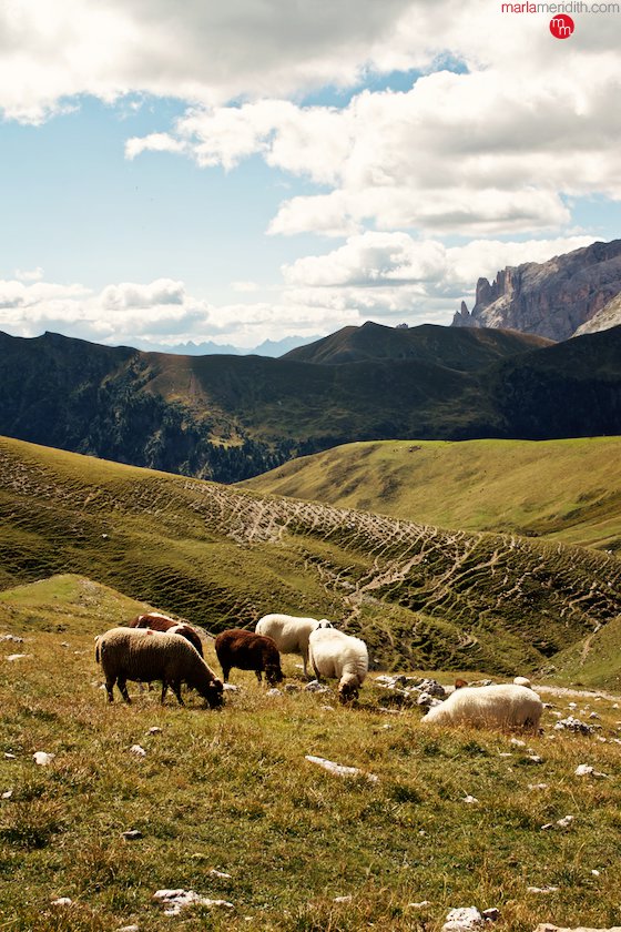 Sheep grazing in the Italian Dolomites, this is what you see when you hike there! MarlaMeridith.com ( @marlameridith )
