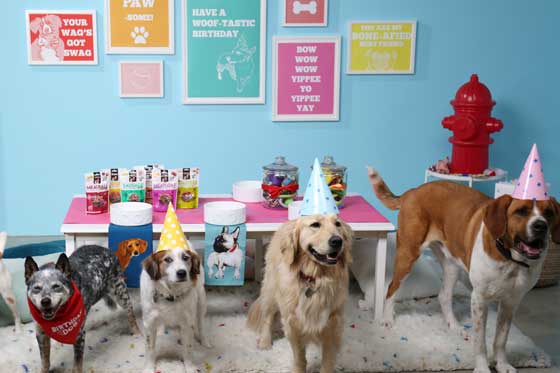 How to throw your dog a pawsome birthday party with Evite! #ad #paidpromotion #Evite