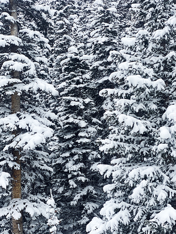 Snowy Pine Trees Telluride, Colorado