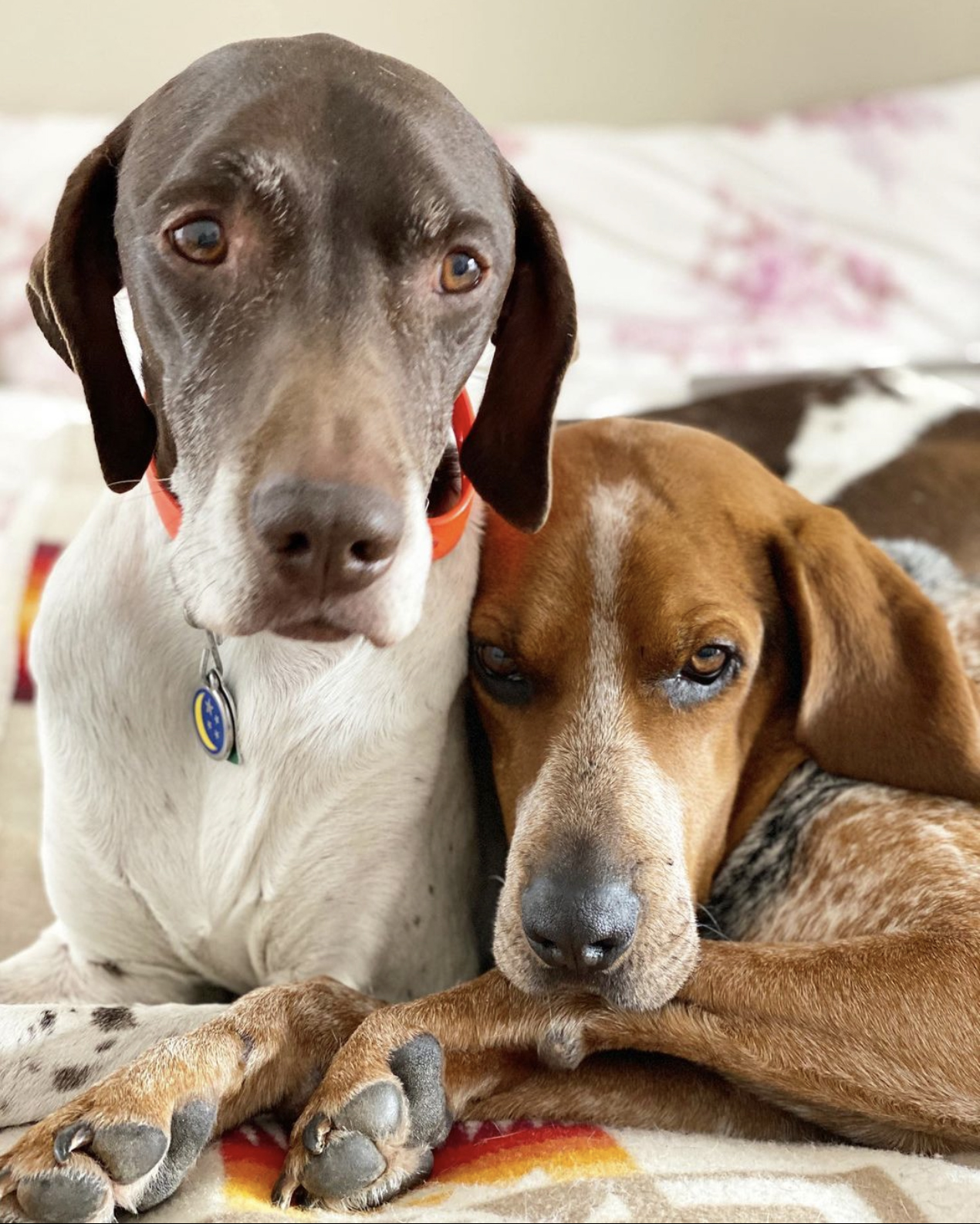 Marla Meridith's rescue Coonhounds in Telluride, Colorado