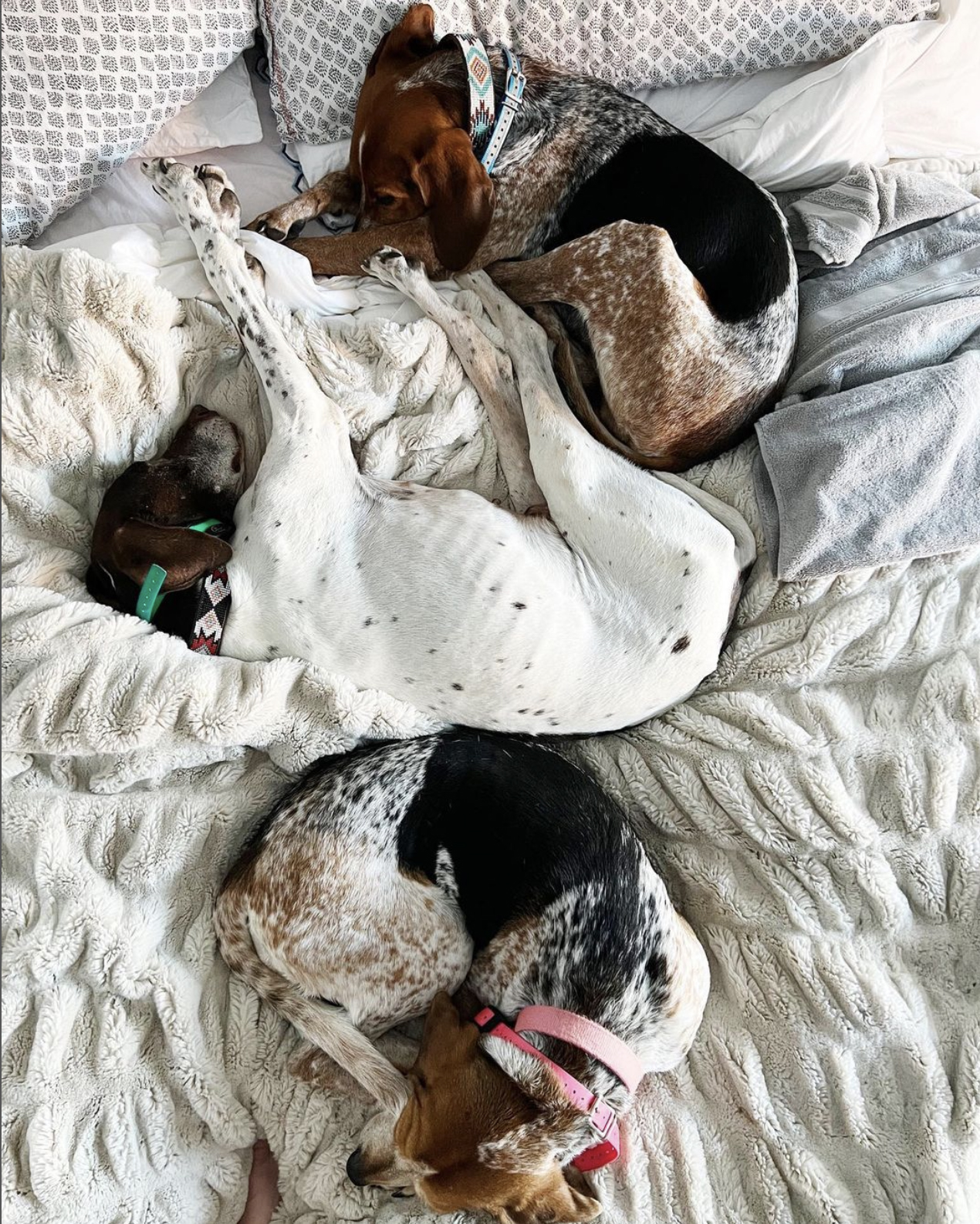 Three spotty dogs, coonhounds and a pointer curled up in bed.